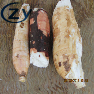 Épluchage de manioc de l'acier inoxydable 304 et fabrication de tapioca de machine à laver